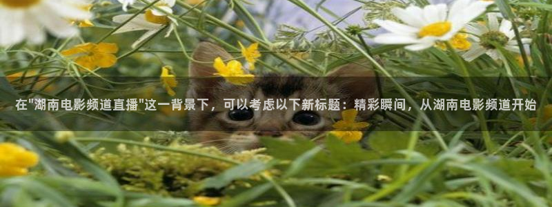 足球直播看球吧